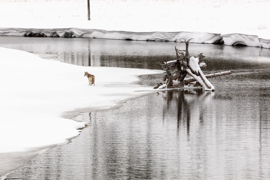 Coyote searching for food along the Madison River