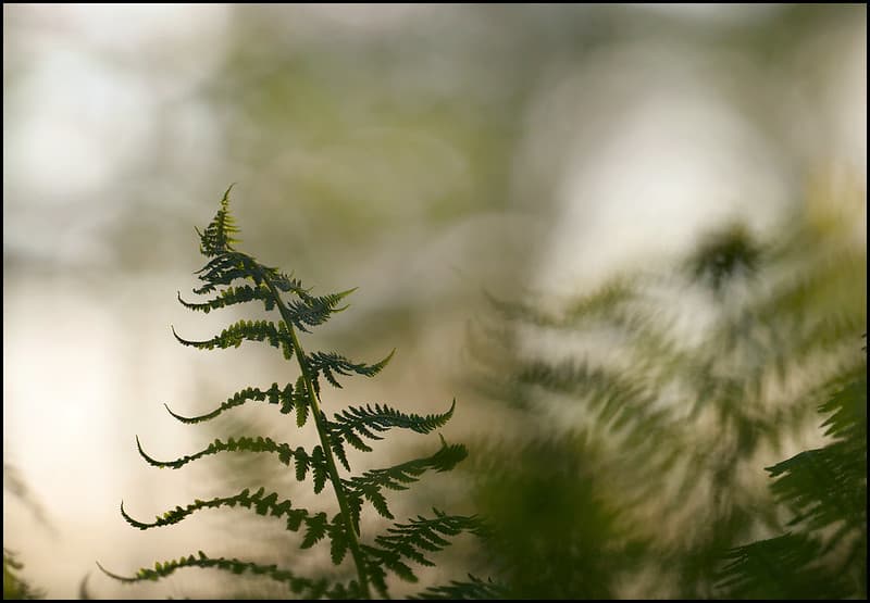Fern