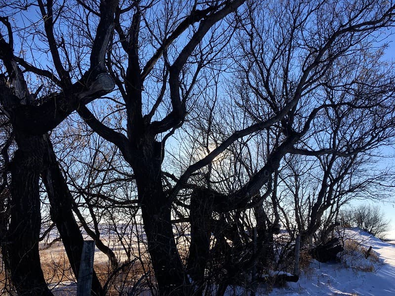 2019/365/67 In The Arboreal Network