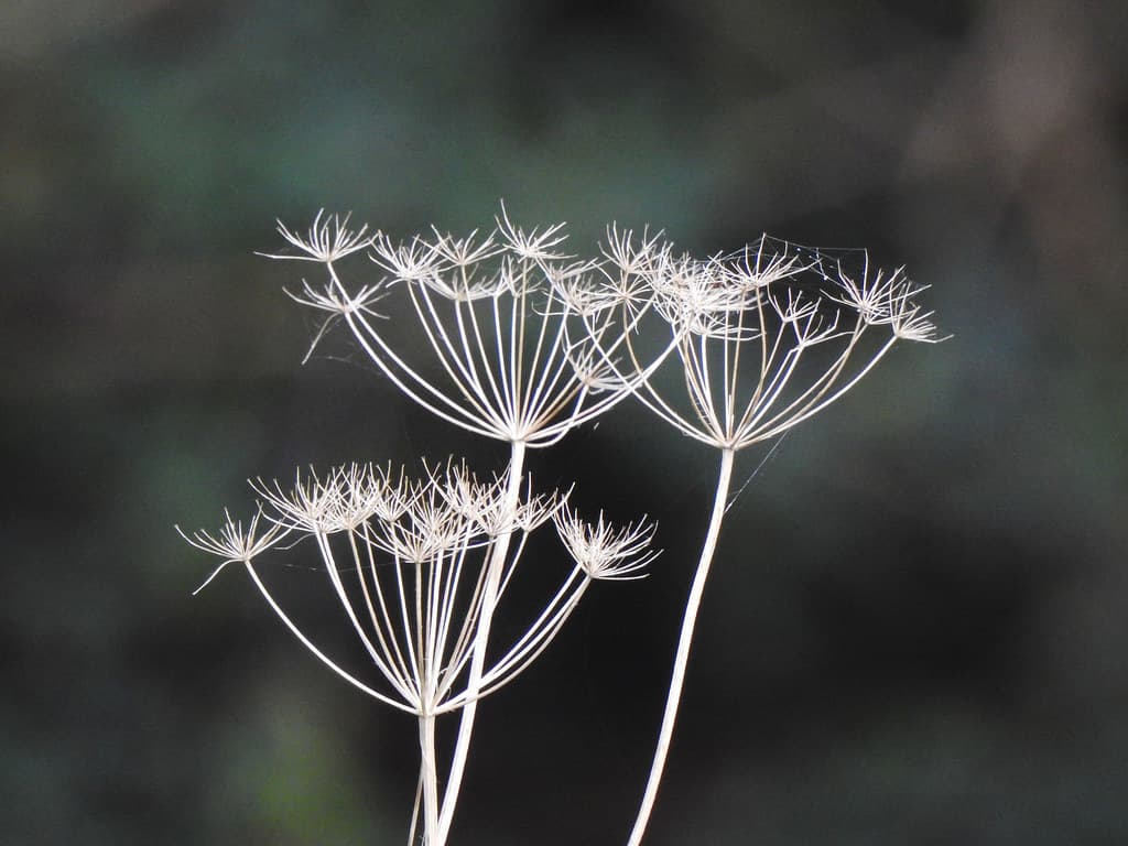 Depth of field