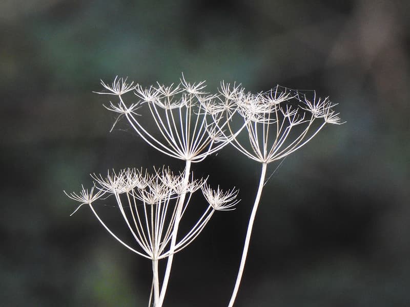 Depth of field