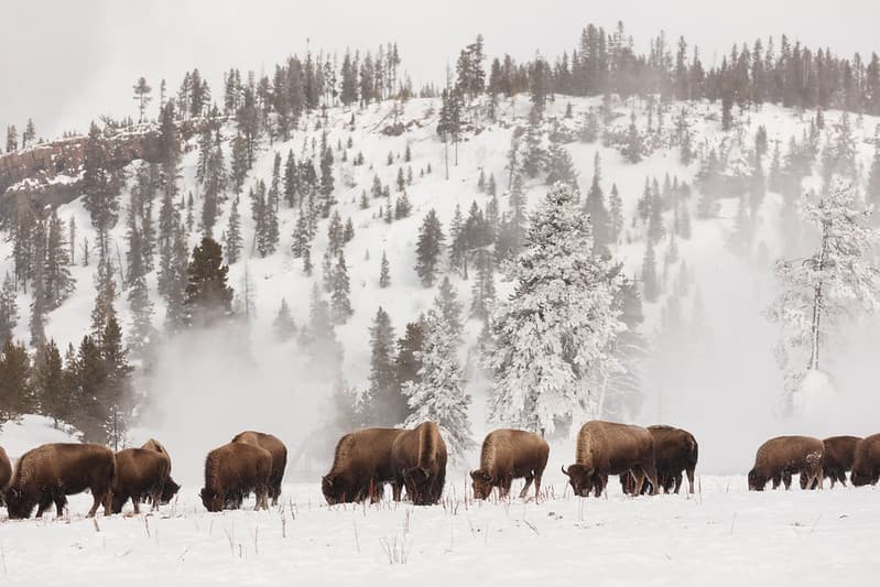 Bison search for food along the Firehole River