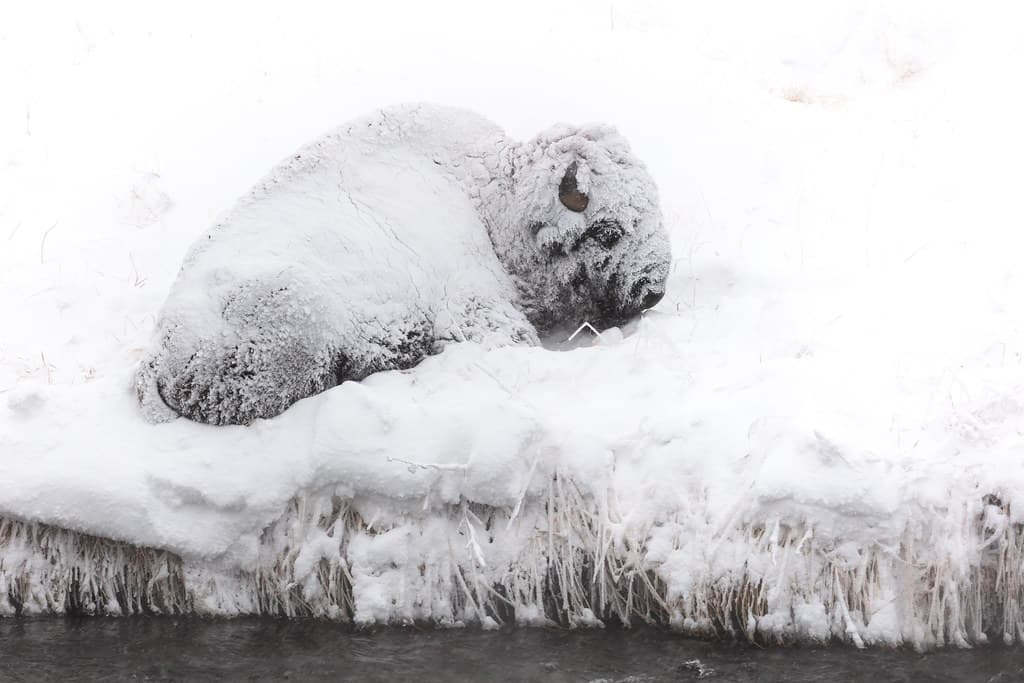 A snow-covered bison resting along the Gardner River