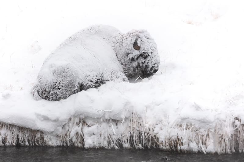 A snow-covered bison resting along the Gardner River