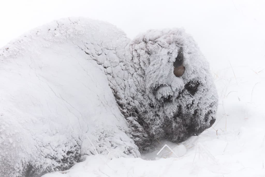 A snow-covered bison resting in a winter storm