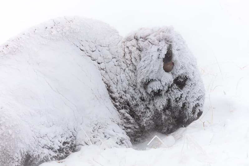 A snow-covered bison resting in a winter storm