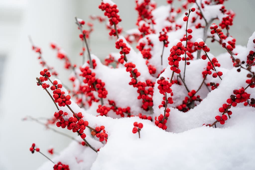 The White House Grounds Covered in Snow on January 13, 2019