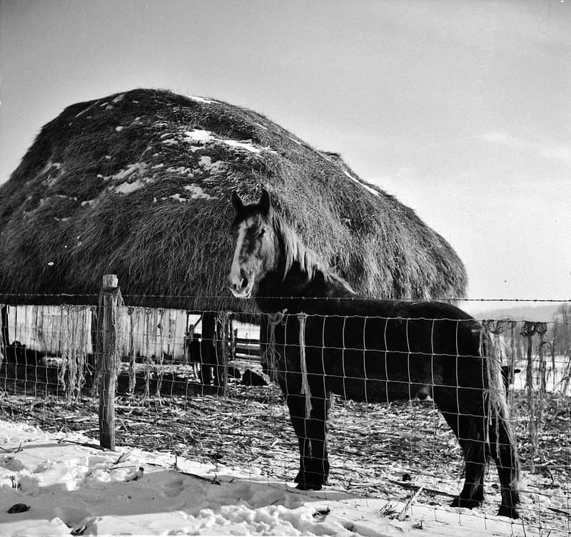 Fsaowi, marionpostwolcott, marylandhistory