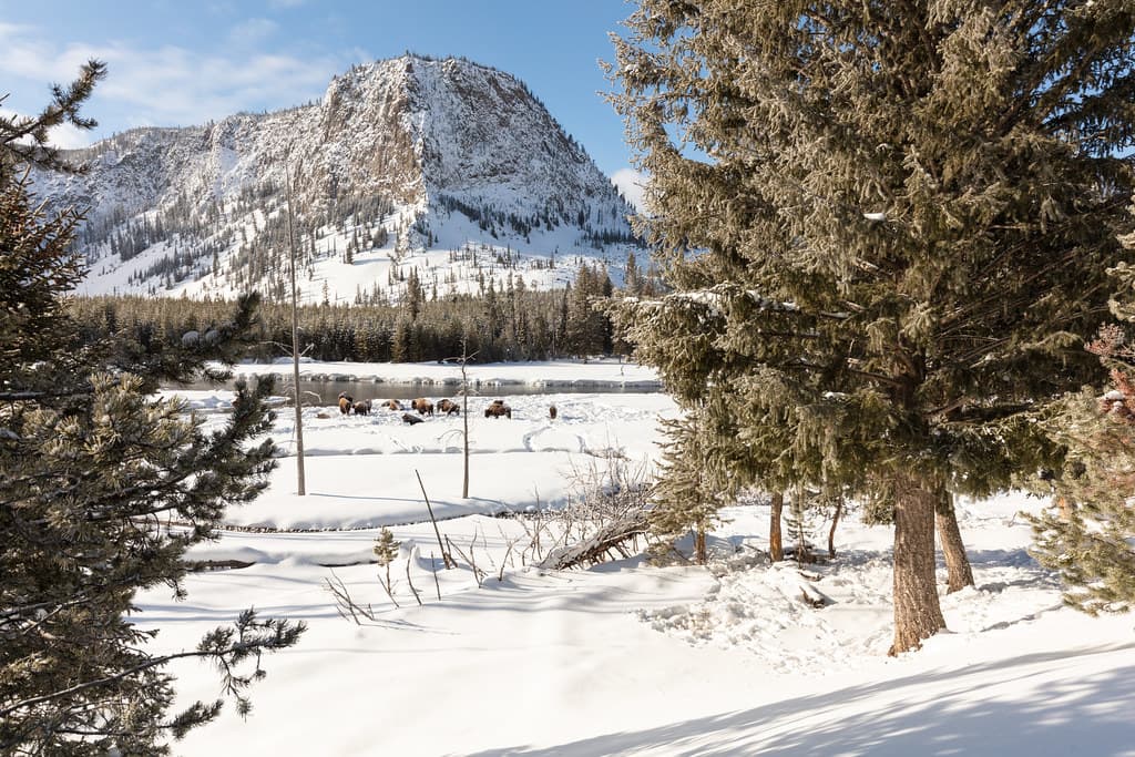 Bison search for food along the Madison River