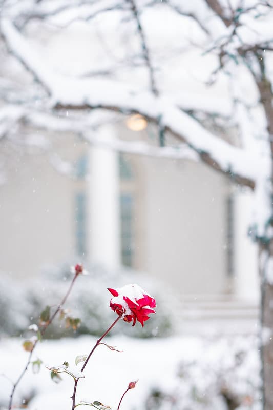 The White House Grounds Covered in Snow on January 13, 2019