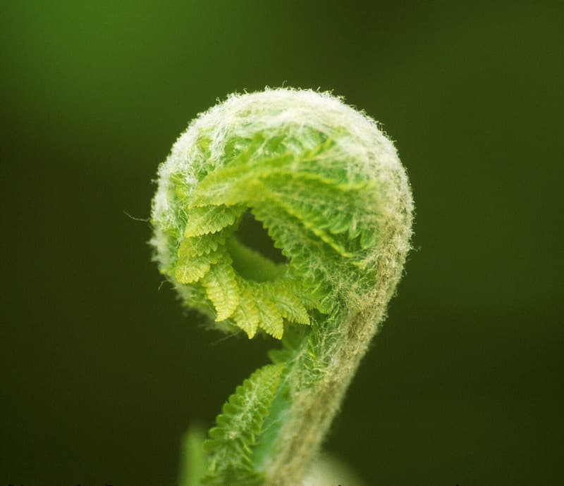 Photo of the Week - Fern Fiddlehead (WV)