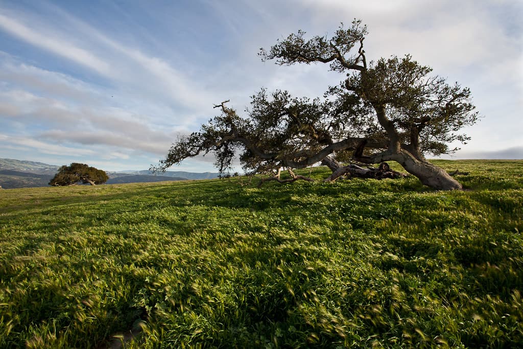 Tree in Field at Fort Ord