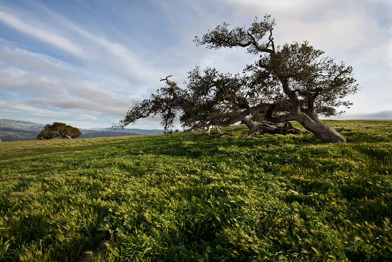 Tree in Field at Fort Ord