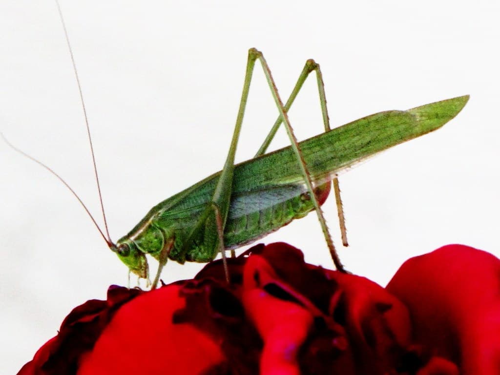 Cricket Science Facts