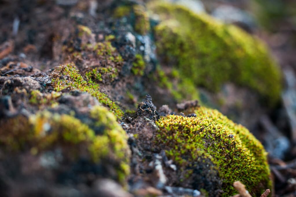 A tiny forest of hairless twisted moss.