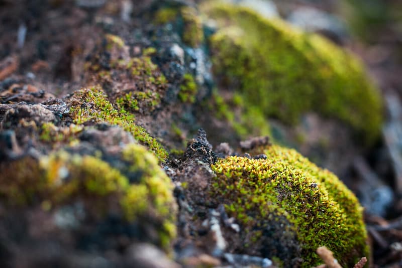 A tiny forest of hairless twisted moss.