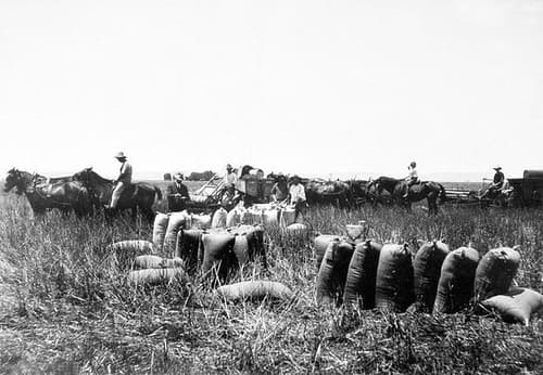 Bagging wheat, Clifton, Darling Downs, c 1930