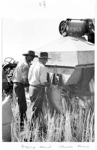 Bagging wheat, 'Glenora Downs' - Queensland, c 1954