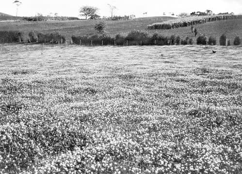 Field of clover, Mr Cole's Farm, Wootha, Maleny, c 1930