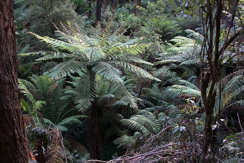 Australian Forest