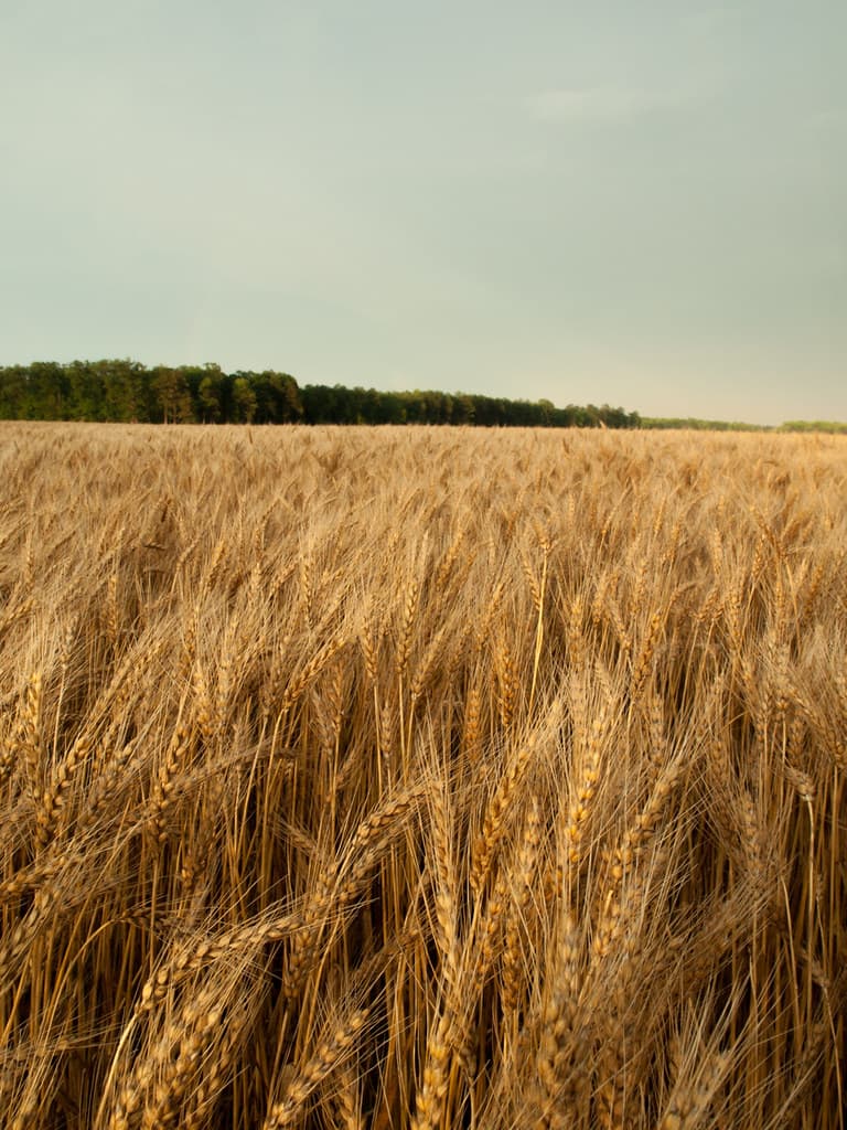 Farm Field