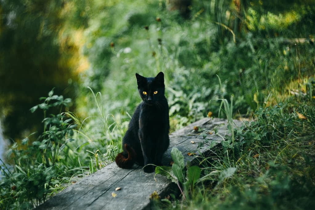 Black cat at the pond