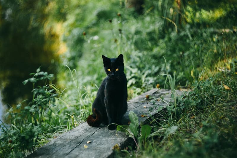 Black cat at the pond
