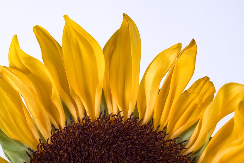 Sunflower Rising