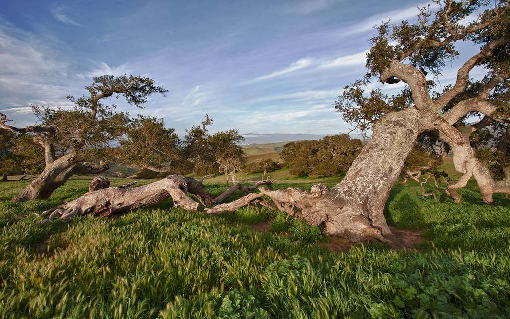 Fort Ord Fields and Trees