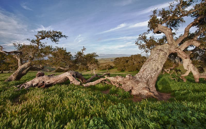 Fort Ord Fields and Trees