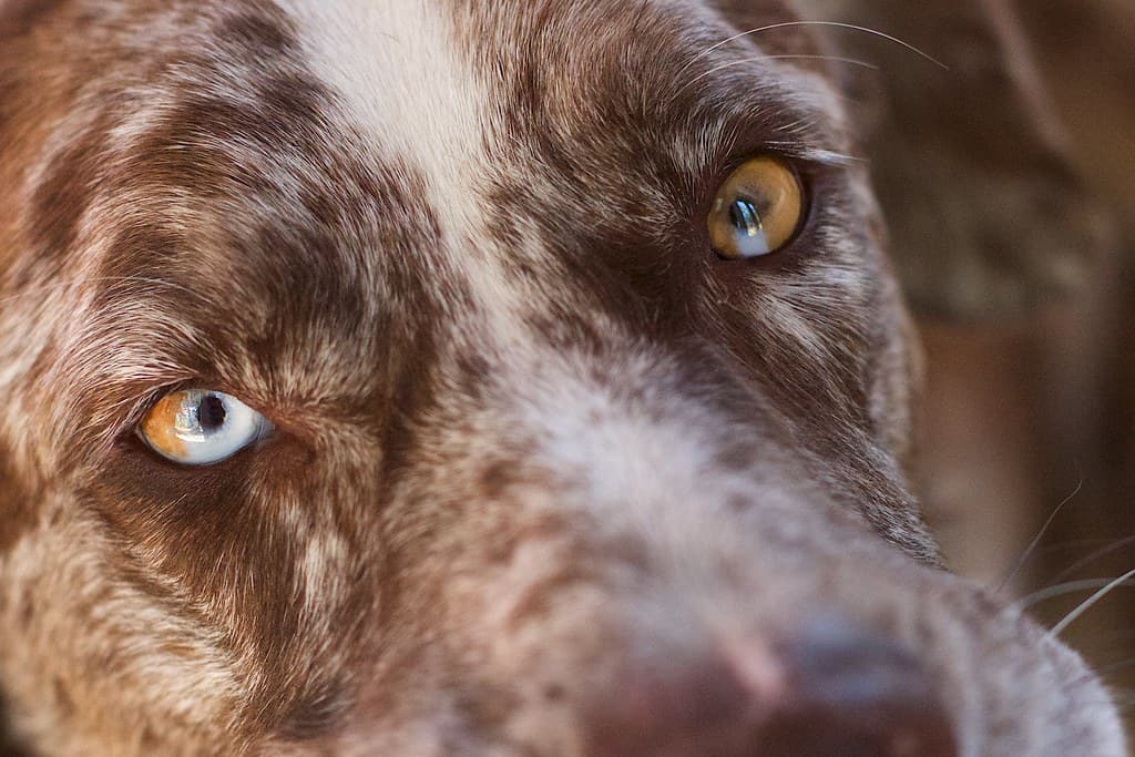 Windows to a Dog's Soul?
