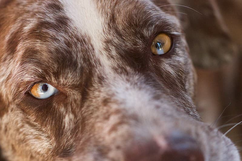 Windows to a Dog's Soul?