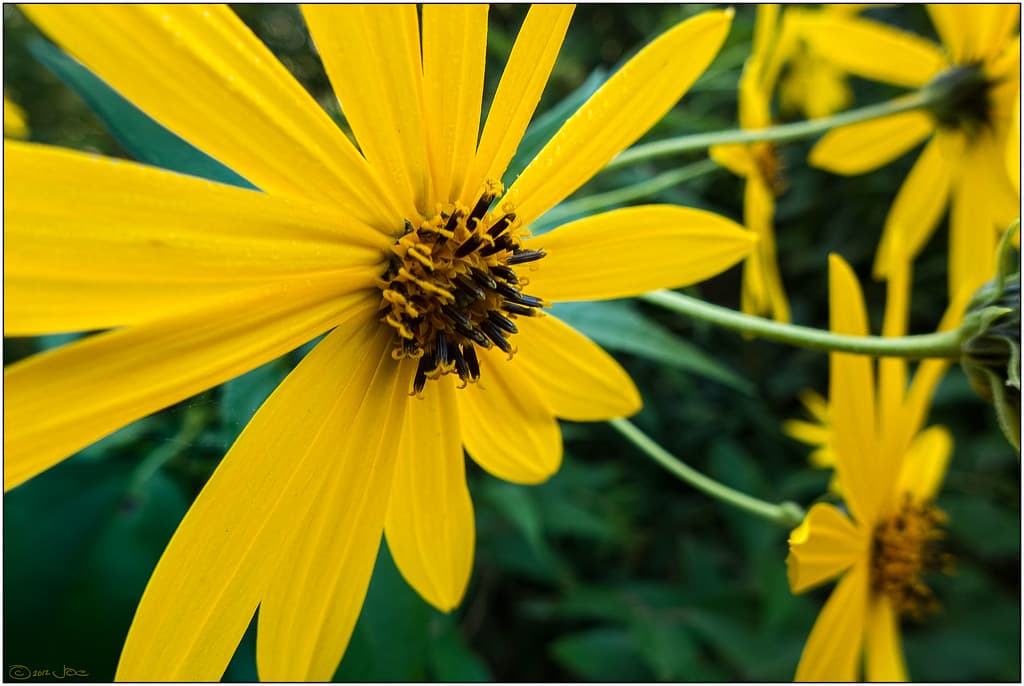 Maximilian's sunflower