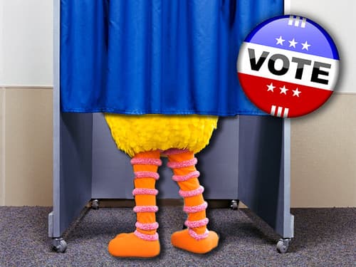 Big Bird Voting
