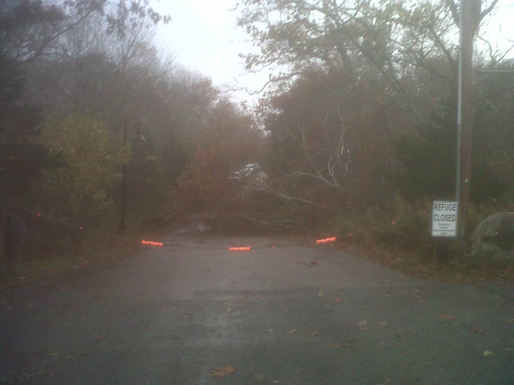 Downed tree at Rhode Island