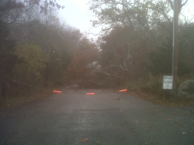 Downed tree at Rhode Island
