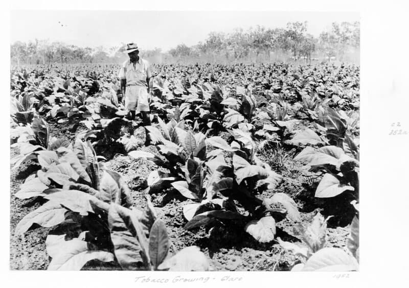 Tobacco farm, Clare, c 1952