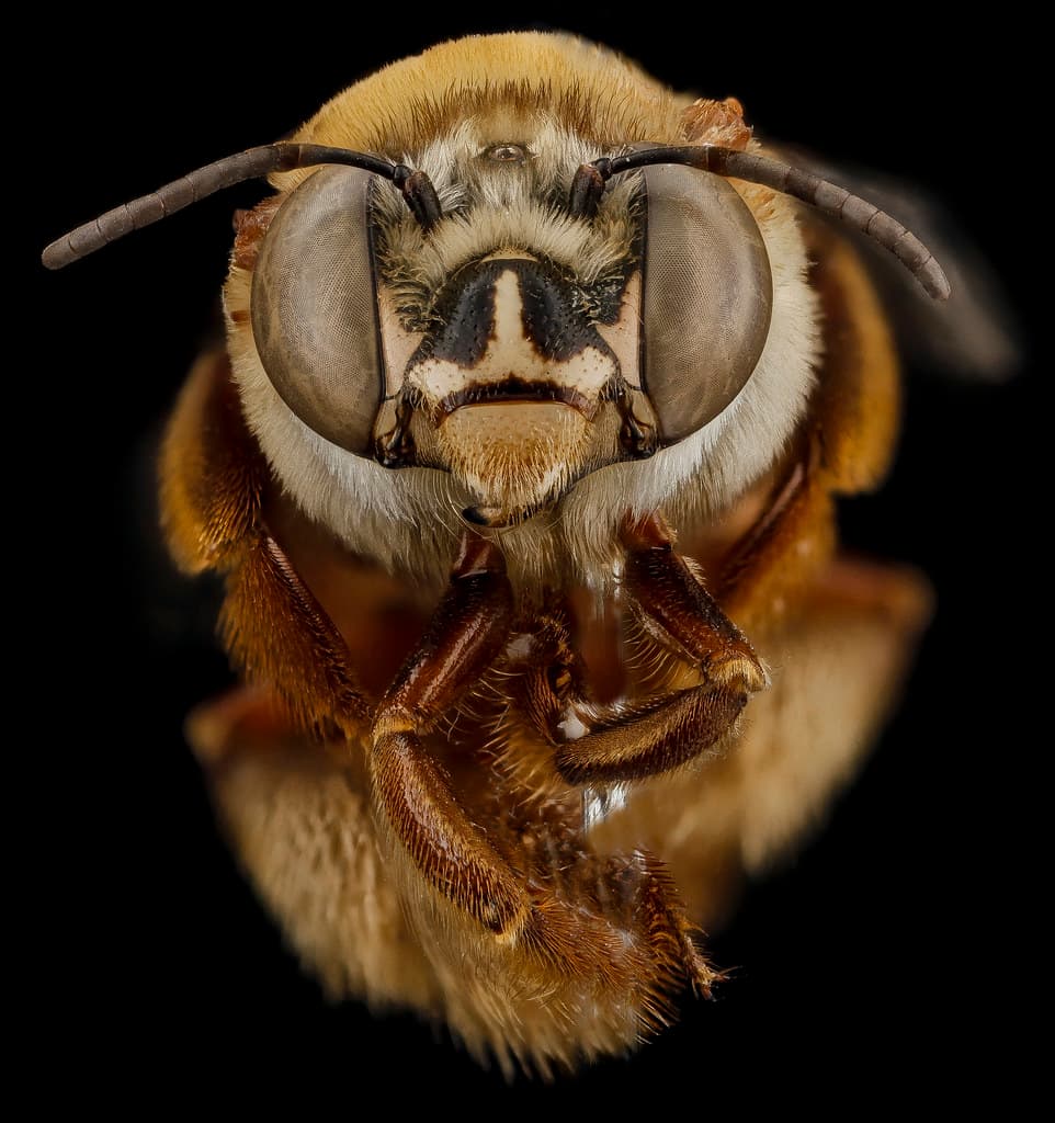 Aculeata, animal, animalia