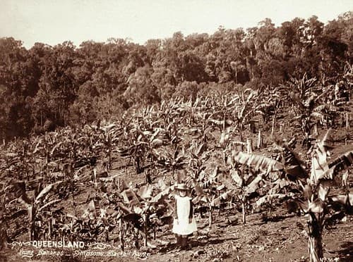 Young bananas at Simpson's Farm, Blackall Range, c 1899