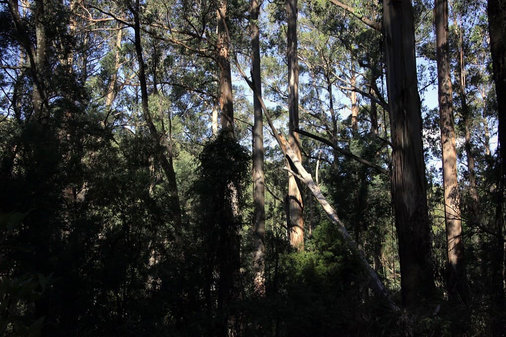 Australian Forest