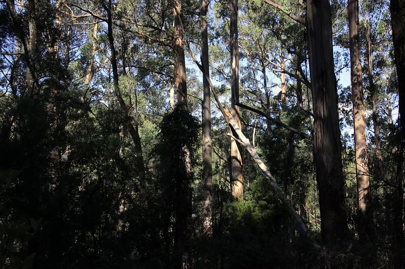 Australian Forest