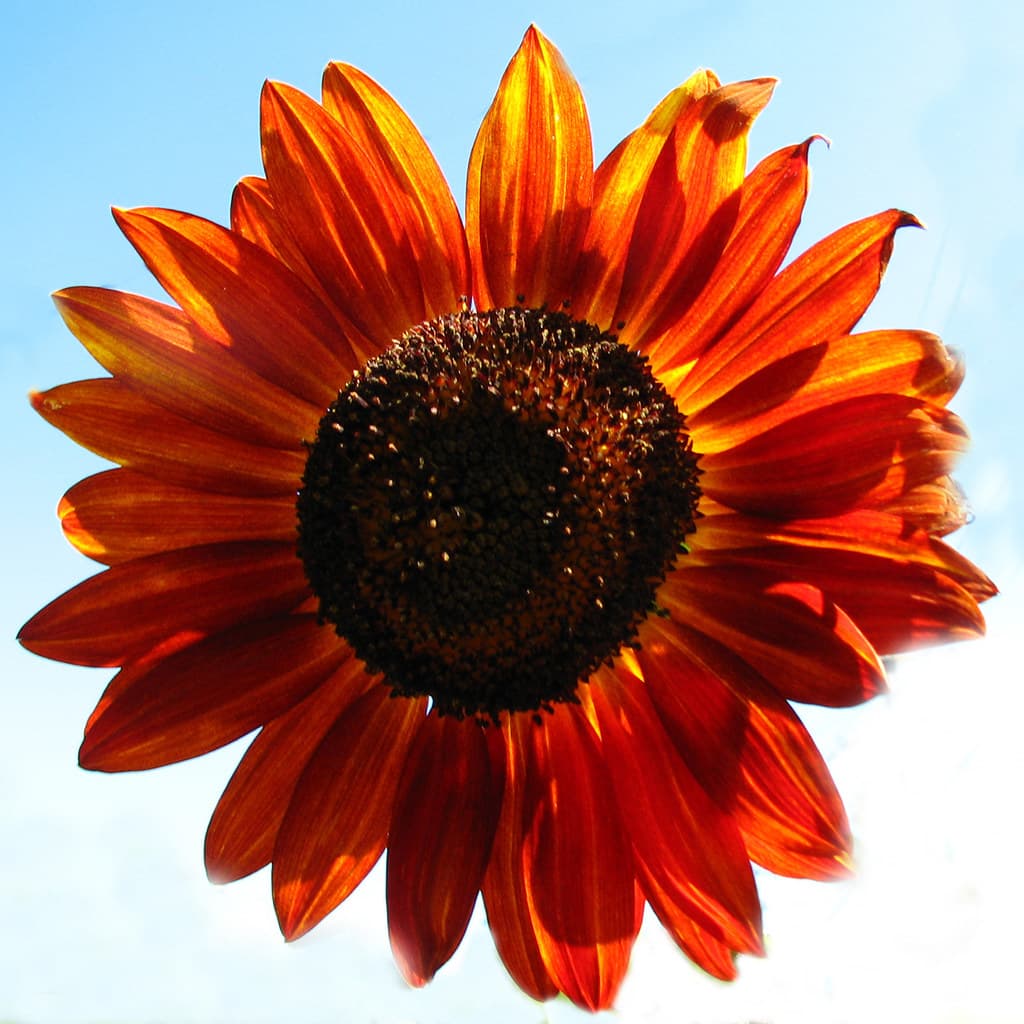 Red sunflower