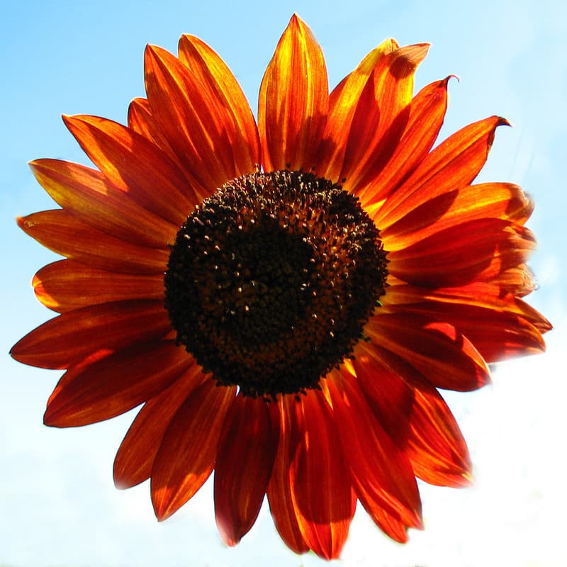 Red sunflower