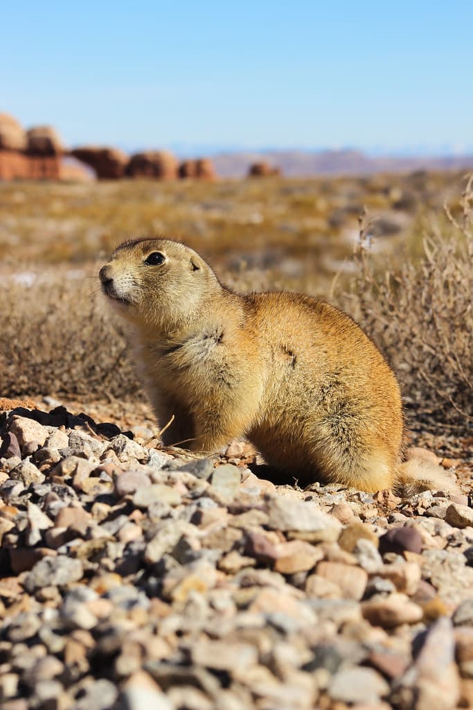 Prairie Dog at Broken Arch