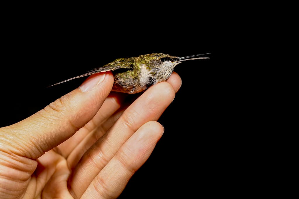 Archilochus colubris, hand held