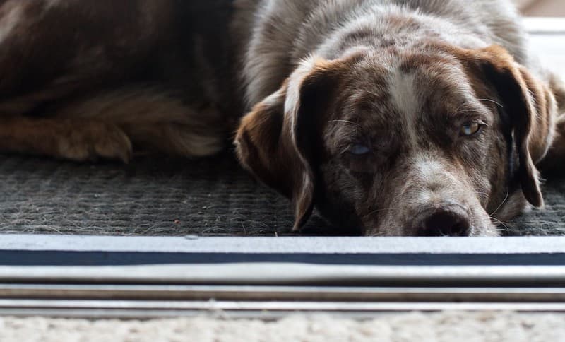 As Dogs Dream