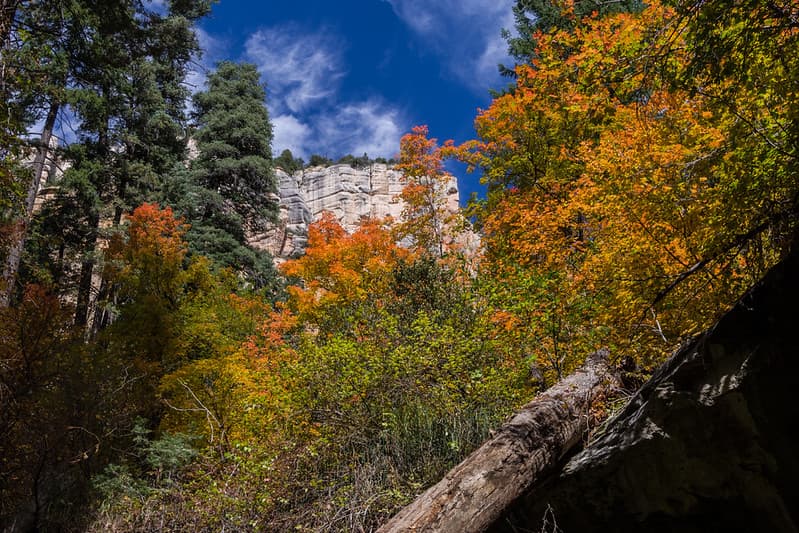 West Fork of Oak Creek Canyon No. 108