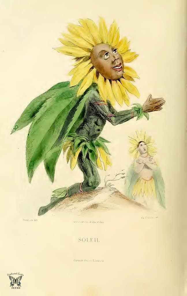 Sunflower (1867)