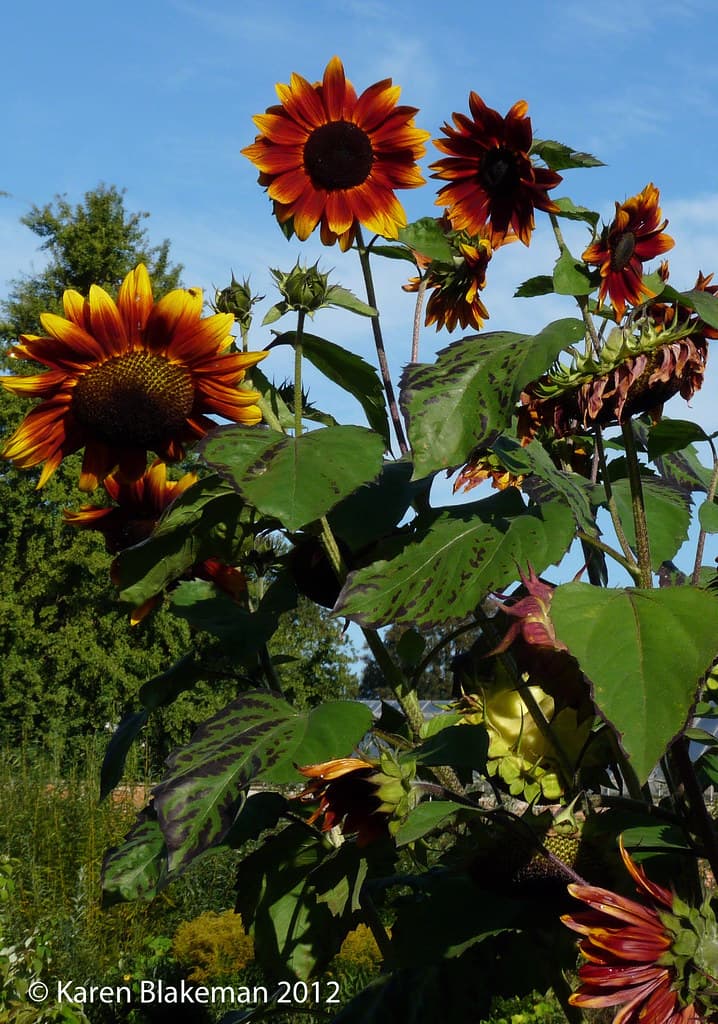 Sunflowers