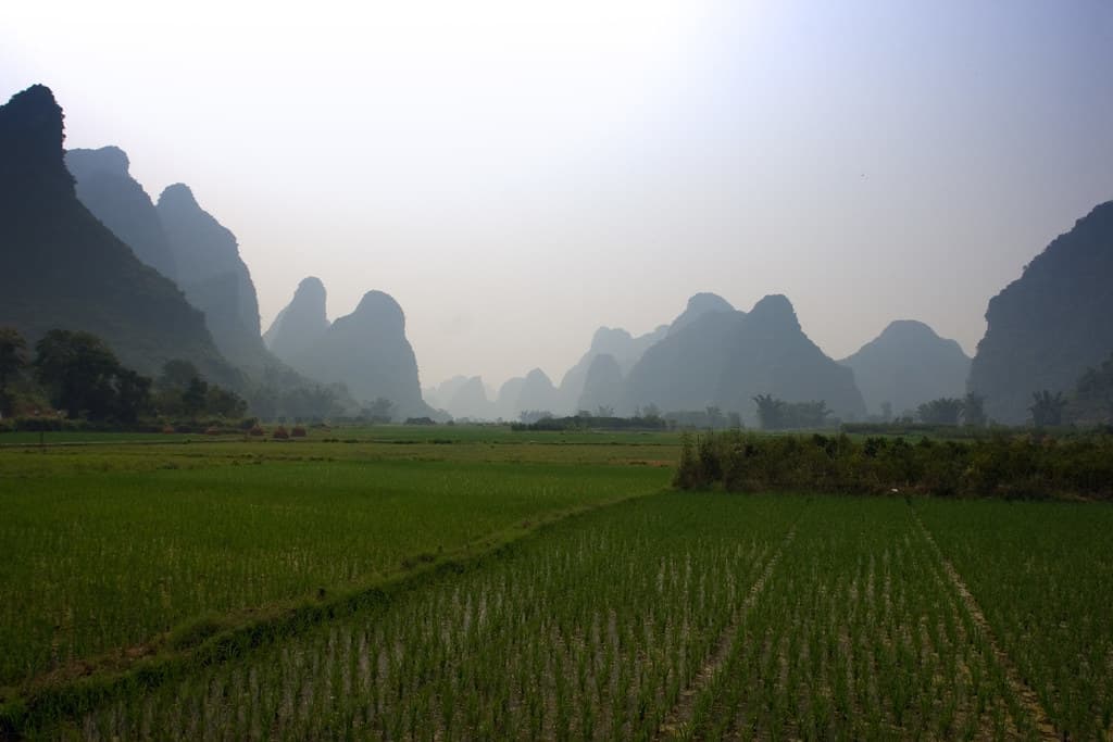 Rice Fields